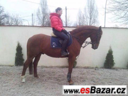 Spolehlivý valach do jezdecké školy, sportu + VIDEO – fotografie 5