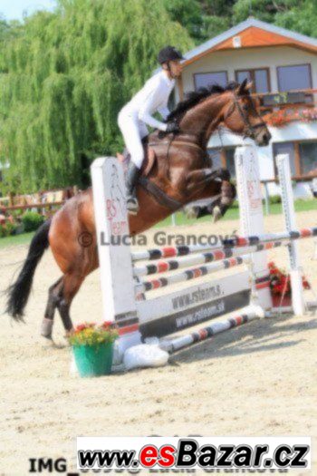 Klisna KWPN do sportu  + VIDEO – fotografie 4