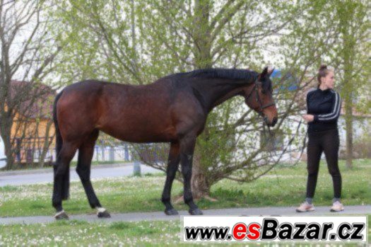 Klisna KWPN do vyššího sportu i jezdecké školy + VIDEO – fotografie 2