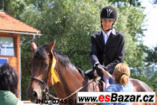 Klisna KWPN do vyššího sportu i jezdecké školy + VIDEO – fotografie 5