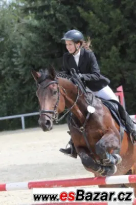 Klisna KWPN do vyššího sportu i jezdecké školy + VIDEO