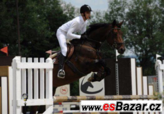 Klisna KWPN do vyššího sportu + VIDEA – fotografie 1