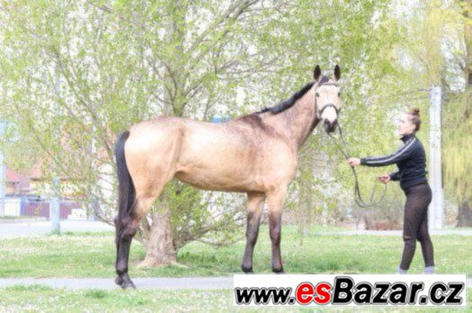 Krásná klisna s atraktivní barvou + VIDEO – fotografie 2
