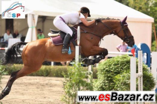 Exkluzivní valach do vysokého sportu + VIDEA – fotografie 1