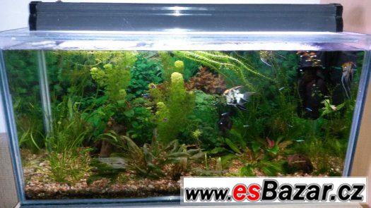200l akvarium – fotografie 2