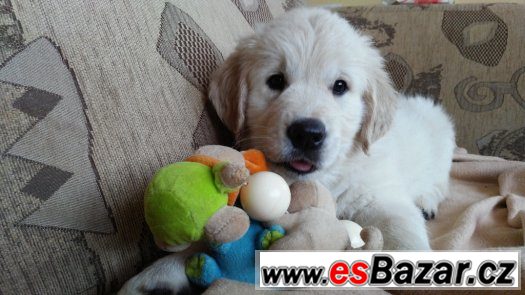 Prodám štěně zlatého retrievra – fotografie 4