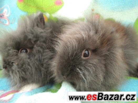 ZAKRSLÍ KRÁLÍČCI KLUCÍ LVÍČKOVÉ TEDDY GEN/ 4 MESICE – fotografie 1