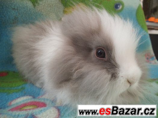 zakrslí KRÁLÍČCI/LVÍČKOVÉ/TEDDY GEN/ 4 STAŘÍ – fotografie 1