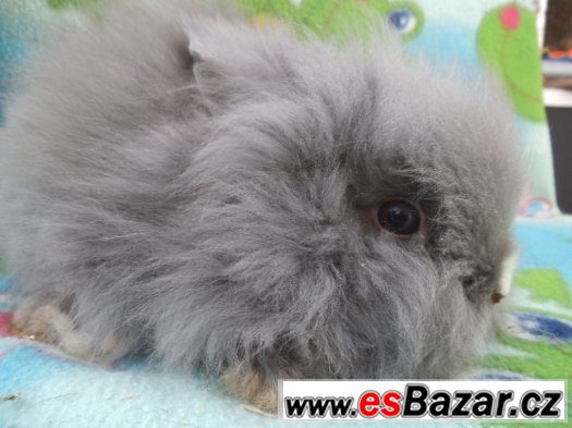 zakrslí KRÁLÍČCI/LVÍČKOVÉ/TEDDY GEN/ 4 STAŘÍ – fotografie 2