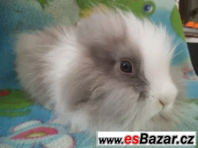 zakrslí KRÁLÍČCI/LVÍČKOVÉ/TEDDY GEN/ 4 STAŘÍ