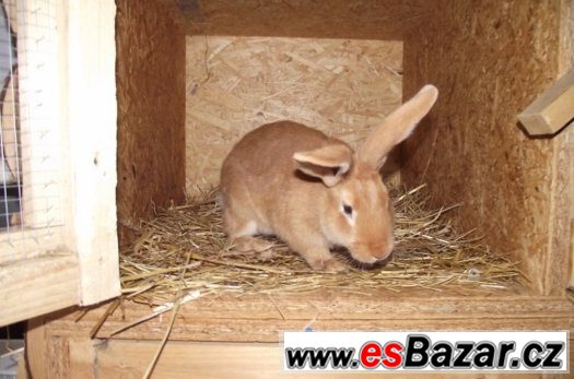 Burgundský králík – fotografie 2