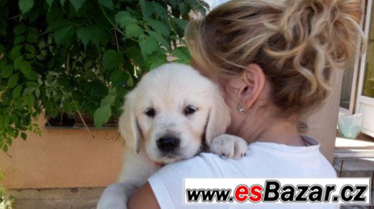 Zlatý retriever s pp – fotografie 1