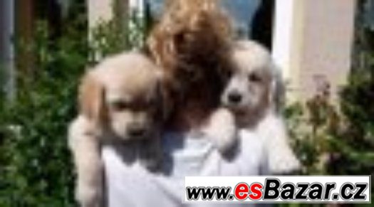 Zlatý retriever s pp – fotografie 3