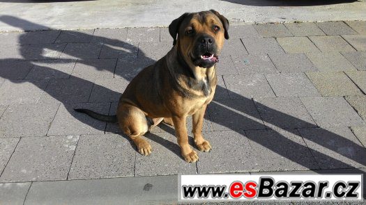Americký bandog-HLEDÁME PSA ke krytí – fotografie 1