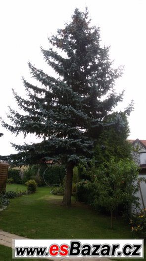 Stříbrný smrk – fotografie 1