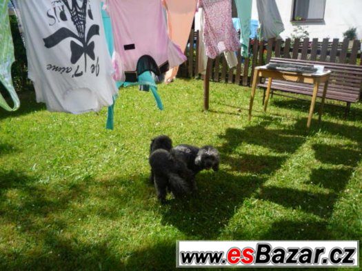 Pudl Toy černo-stříbrný – fotografie 1
