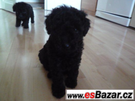 Pudl Trpasličí  černo-stříbrný – fotografie 2