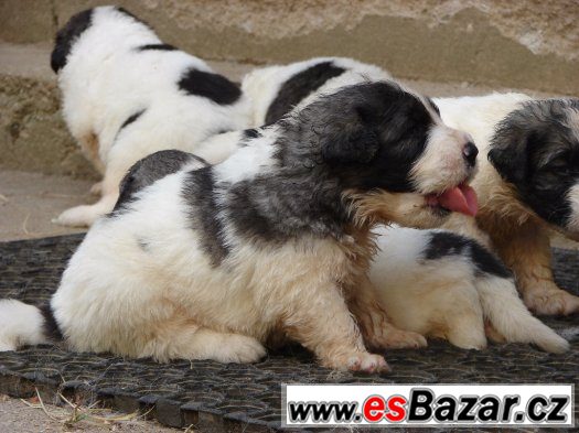 Pyrenejský mastin – fotografie 1