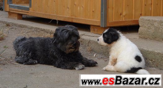 Pyrenejský mastin – fotografie 2