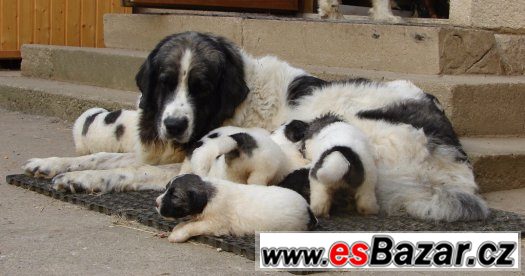 Pyrenejský mastin – fotografie 3