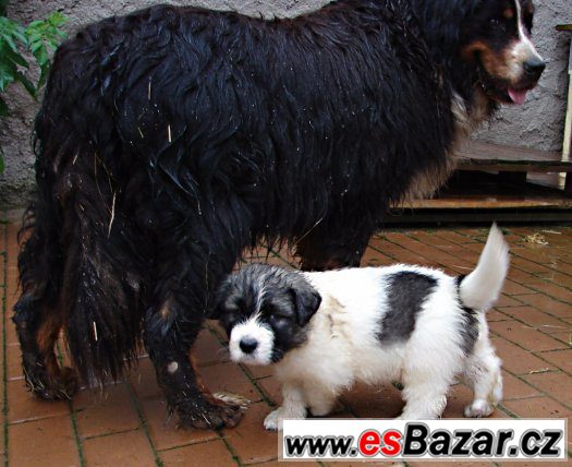 Pyrenejský mastin – fotografie 4