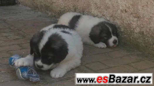 Pyrenejský mastin – fotografie 1
