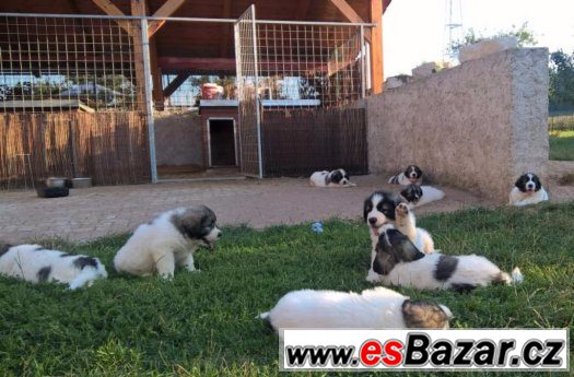 Pyrenejský mastin – fotografie 2