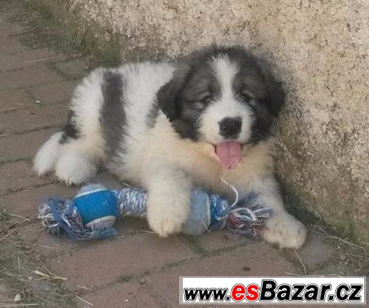 Pyrenejský mastin – fotografie 3