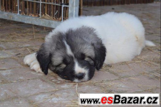 Pyrenejský mastin – fotografie 4