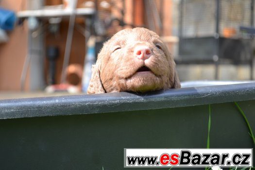 Retriver – fotografie 4