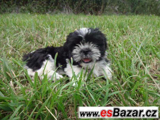 Prodám Shih-tzu – fotografie 1