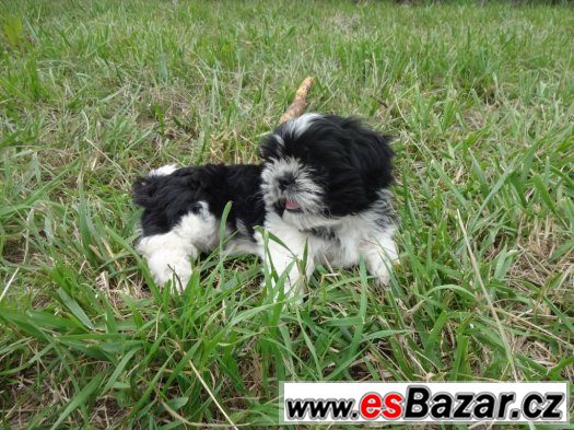 Prodám Shih-tzu – fotografie 2