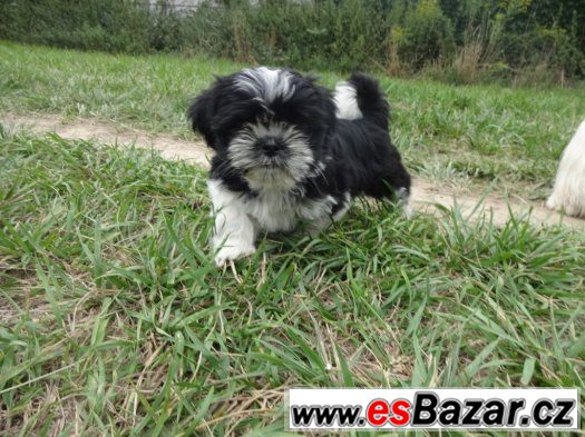 Prodám Shih-tzu – fotografie 3