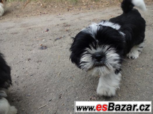 Prodám Shih-tzu – fotografie 4