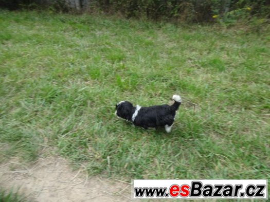 Prodám Shih-tzu – fotografie 5