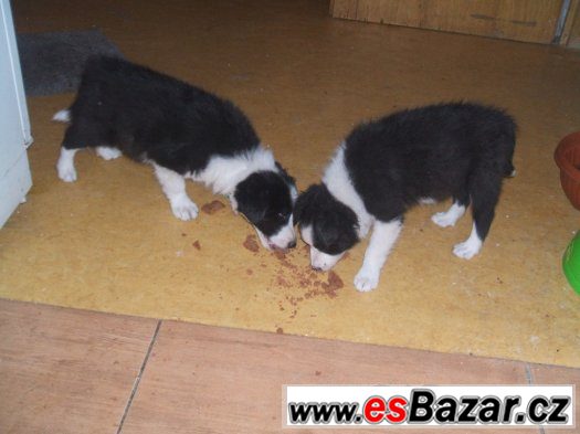 border kolie – fotografie 1