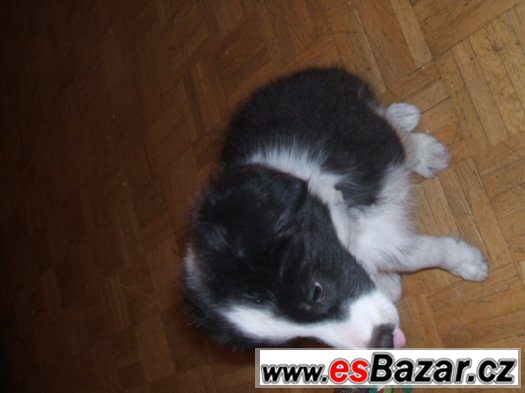 border kolie – fotografie 3
