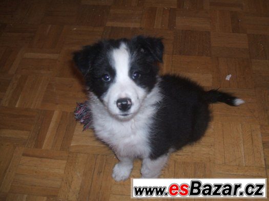 border kolie – fotografie 5