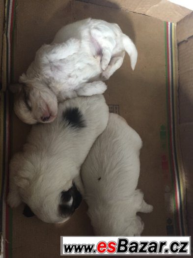 Coton de tulear – fotografie 1