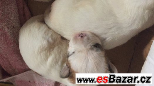 Coton de tulear – fotografie 2