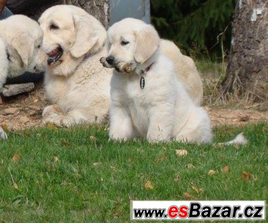 Štěňátka -Zlatý retriever, Golden retriever -s PP – fotografie 1