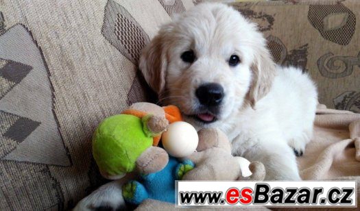 Štěňátka -Zlatý retriever, Golden retriever -s PP – fotografie 3