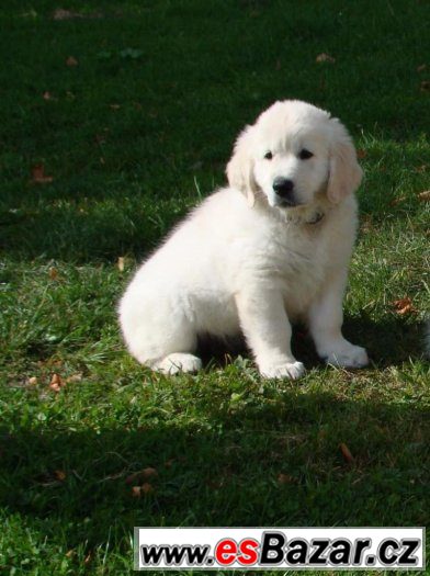 Štěňátka -Zlatý retriever, Golden retriever -s PP – fotografie 5