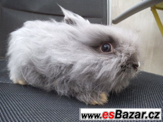 LVÍČKOVÉ/TEDDY GEN zakrslí králíčci/ 4 1/2 měs.staří – fotografie 1