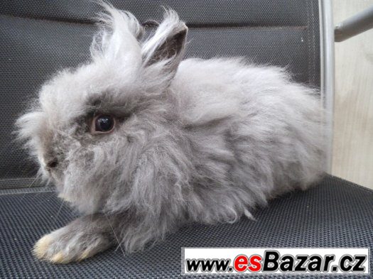 LVÍČKOVÉ/TEDDY GEN zakrslí králíčci/ 4 1/2 měs.staří – fotografie 2