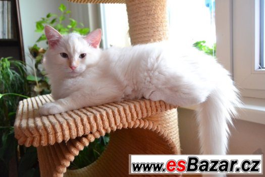 Poslední volné koťátko ragdoll – fotografie 1