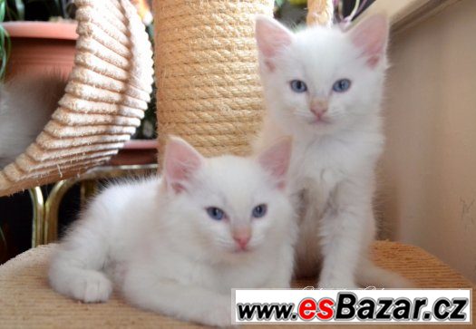 Ragdollí koťátko - princátko s PP – fotografie 2