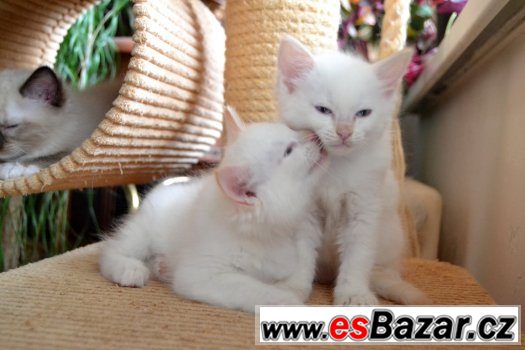 Ragdollí koťátko - princátko s PP – fotografie 4