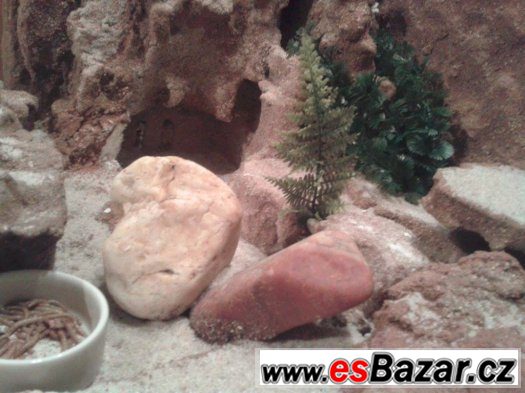 Vybavené terárium 100x50x30 cm vč. příslušenství - SLEVA – fotografie 1