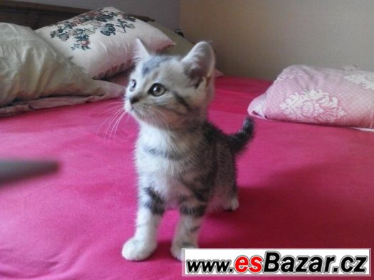 Whiskas koťata – fotografie 2